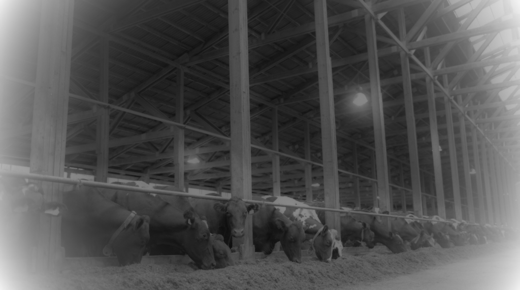 Biosecurity Wash Systems Help Keep Cattle and Dairy Cows Healthy and Producing
